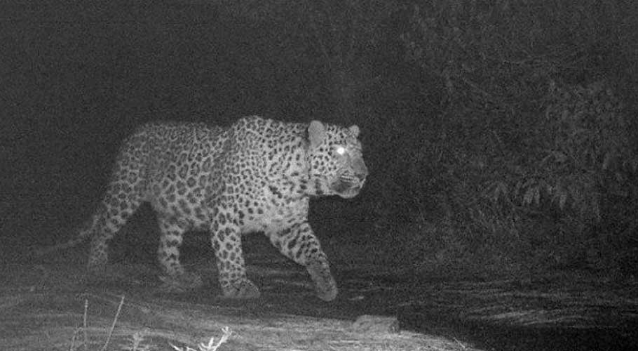 Seven leopards living in the park currently. (Source: AFP)
