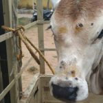 Lumpy skin disease is a viral infection of cattle. Source: Online.