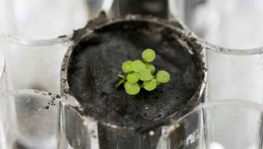 The experiment has given hope that it may be possible to grow plants on the Moon. Source: AFP.