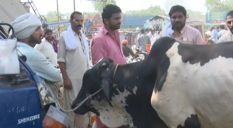 Lumpy skin disease in animals, how to buy animals on Eid-ul-Azha?