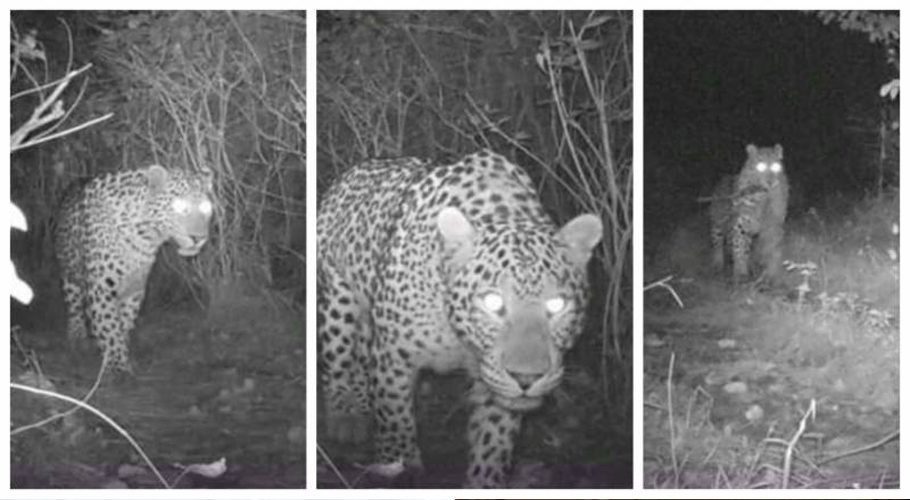 A female leopard named 'Shehzadi' was captured around trails 4 and 6 on Sunday night. Five different leopards have been spotted in Margalla Hills National Park since 2019. (Image: File @WildlifeBoard 
@WWF)