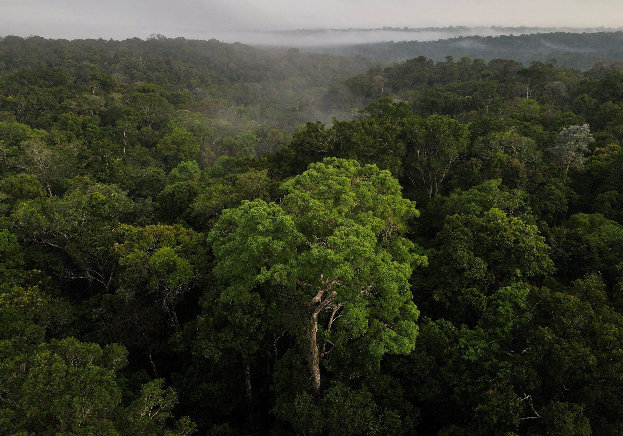 FILE PHOTO: An aerial view shows trees as the sun rises at the Amazon rainforest in Manaus, Amazonas State, Brazil October 26, 2022. REUTERS/Bruno Kelly/File Photo