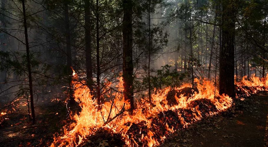 Wild fire