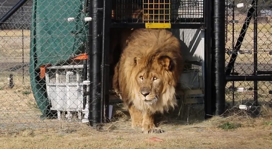 Animal Defenders International President Jan Creamer said seeing Ruben take his first steps brought them all “to tears.”