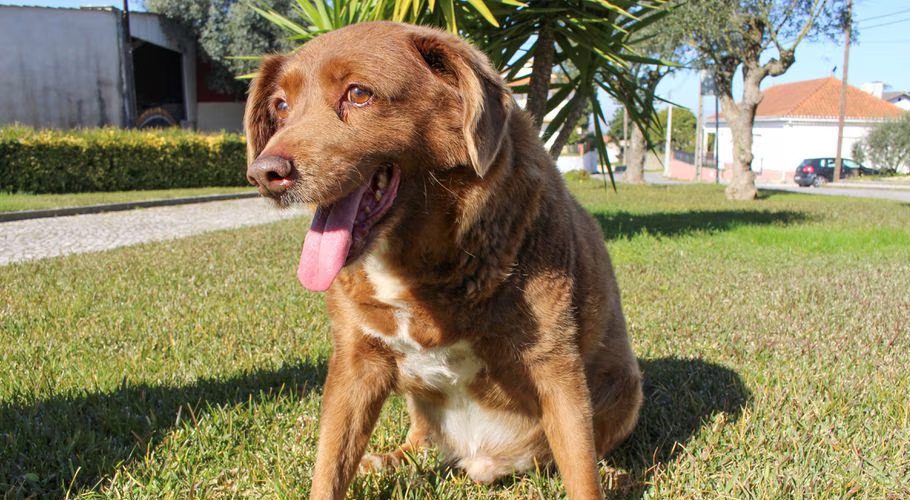 The dog, Bobi, that broke the record for oldest dog ever at 30 years-old, is pictured at Conqueiros, in Leiria, Portugal, February 4, 2023. REUTERS/Catarina Demony/File Photo Acquire Licensing Rights