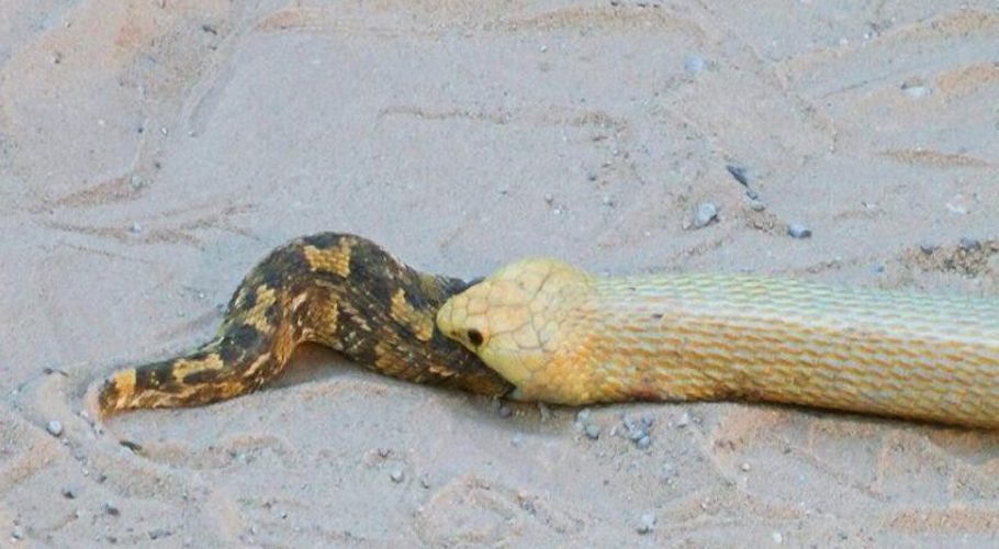 A nature enthusiast captured photos and video of a cobra eating a puff adder while the puff adder is still alive. Photo courtesy of LatestSightings.com