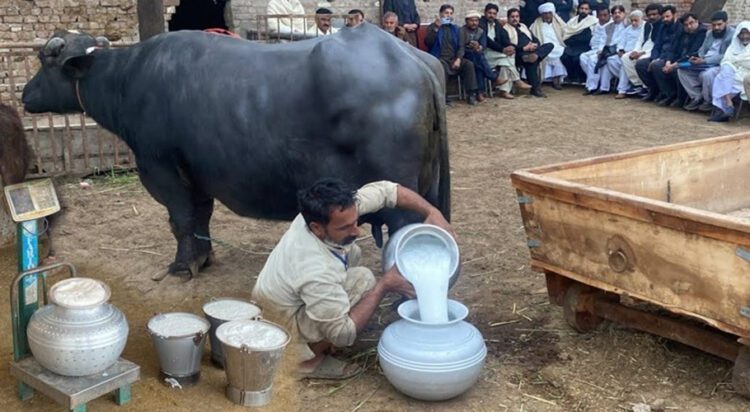 Punjab’s buffalo, named Mastani, broke the world record by yielded an impressive 37 kilograms. (Image: dialoguepakistan.com)