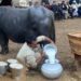 Punjab’s buffalo, named Mastani, broke the world record by yielded an impressive 37 kilograms. (Image: dialoguepakistan.com)