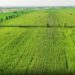 Cultivation of cattle fodder in Pakistan in this still taken from a video. — SIFC/Radio Pakistan