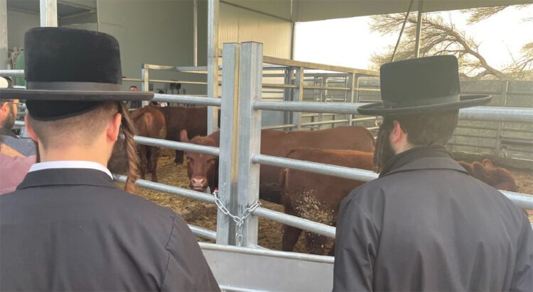 The cattle are observed in Shilo (MEE/Daniel Hilton)