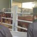 The cattle are observed in Shilo (MEE/Daniel Hilton)