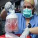 A genetically modified pig kidney is prepared for surgery into Rick Slayman in March.Michelle Rose / Mass General