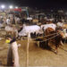 Bhatta Chowk cattle market