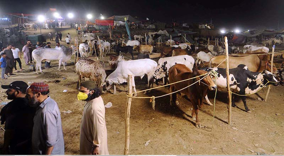 Bhatta Chowk cattle market