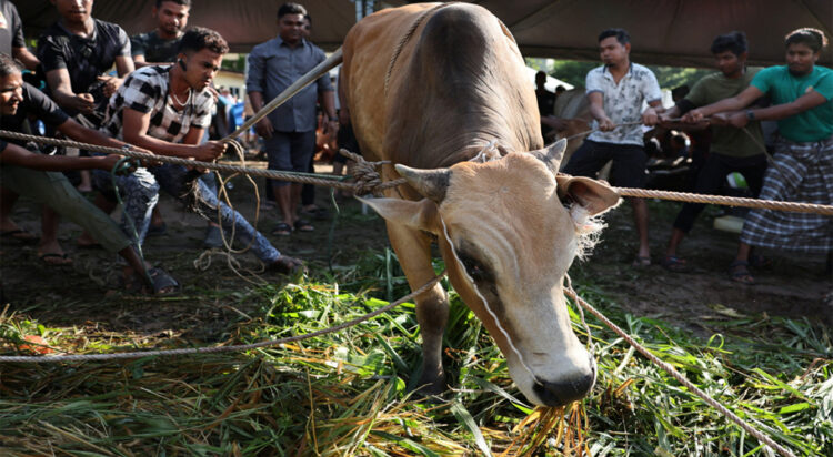 Muslim men tie up a sacrificial animal before it is slaughtered, during a ritual of Eid al-Adha celebrations, in Kuala Lumpur, Malaysia, June 17, 2024. REUTERS/Hasnoor Hussain