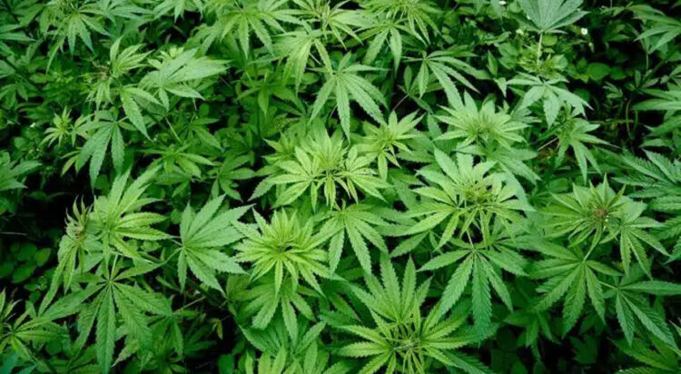 Both hemp and marijuana plants are the same species. The main difference lies in how much of a certain cannabinoid each contains.
