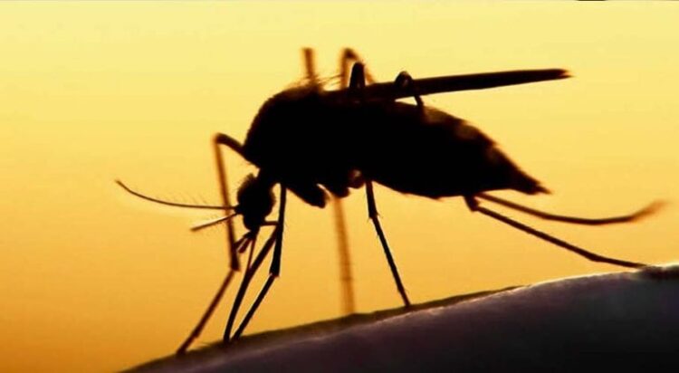 Mosquito: File photo
