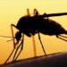 Mosquito: File photo