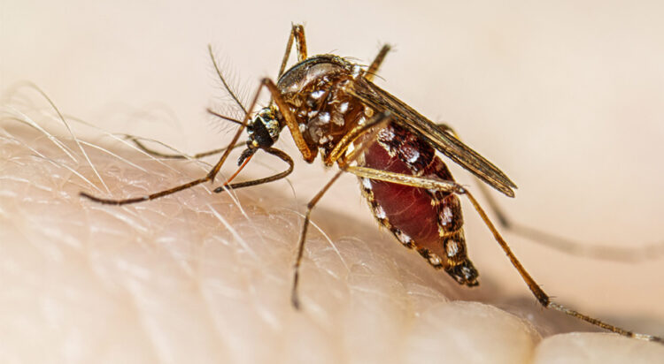 Dengue