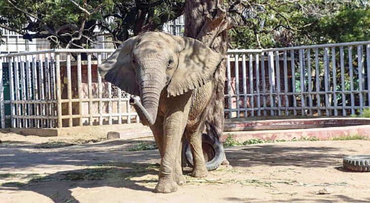 Elephant