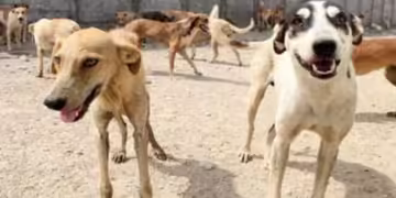 Stray dogs. File photo