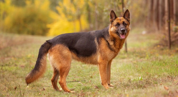 This representational image shows a German Shepherd. (Credit: Bildagentur Zoonar GmbH, Shutterstock)