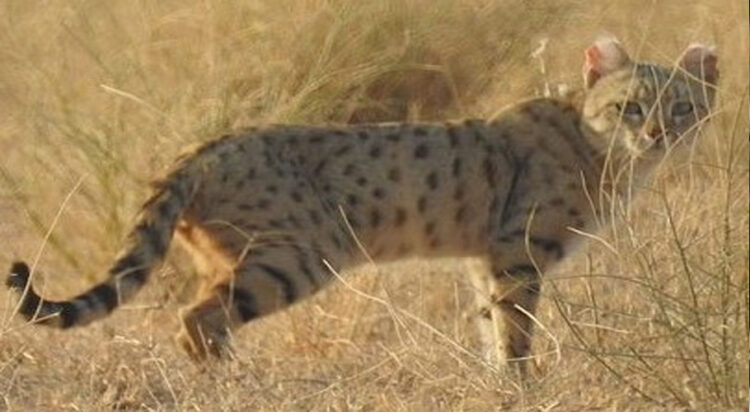 The Asiatic wildcat (Felis lybica ornata), also known as the Indian desert cat, is an African wildcat subspecies.