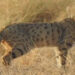 The Asiatic wildcat (Felis lybica ornata), also known as the Indian desert cat, is an African wildcat subspecies.