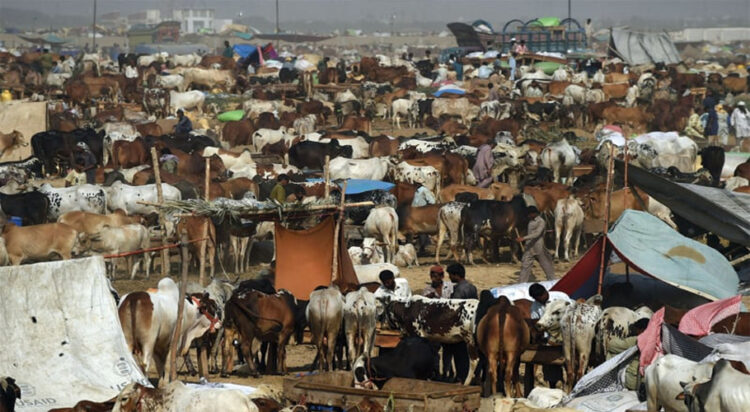 Cattle sellers await buyers at the Super Highway market in Karachi. (File/AFP)