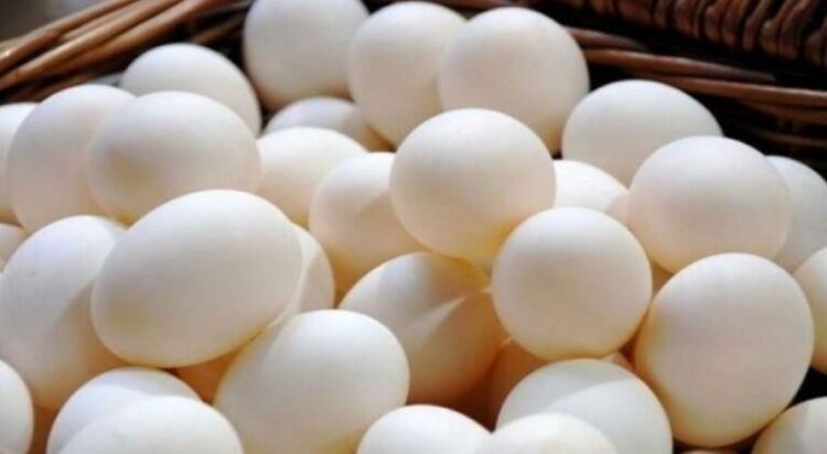 The new breed is Pakistani scientists develop climate-resilient chicken breed with high egg yield by Faisalabad scientists. File photo