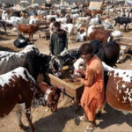 Cattle Market