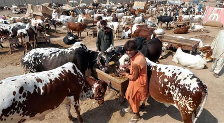 Cattle Market