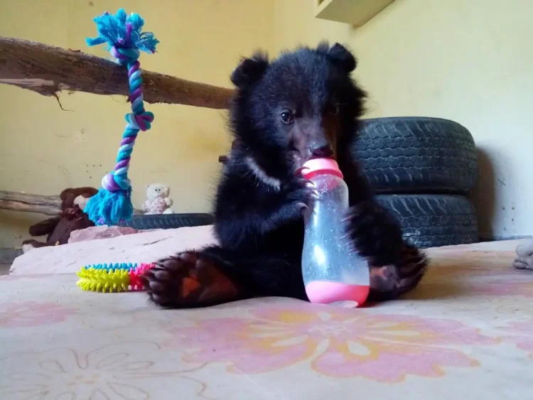 Black bear cub. Photo credit GNN