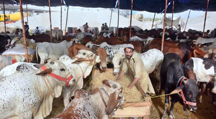 May 27 - A vendor prepares a fodder for cattle at the Korangi Cattle Market ahead of Eidul Azha. APP/SDQ/MAF/TZD/ABB