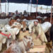 May 27 - A vendor prepares a fodder for cattle at the Korangi Cattle Market ahead of Eidul Azha. APP/SDQ/MAF/TZD/ABB