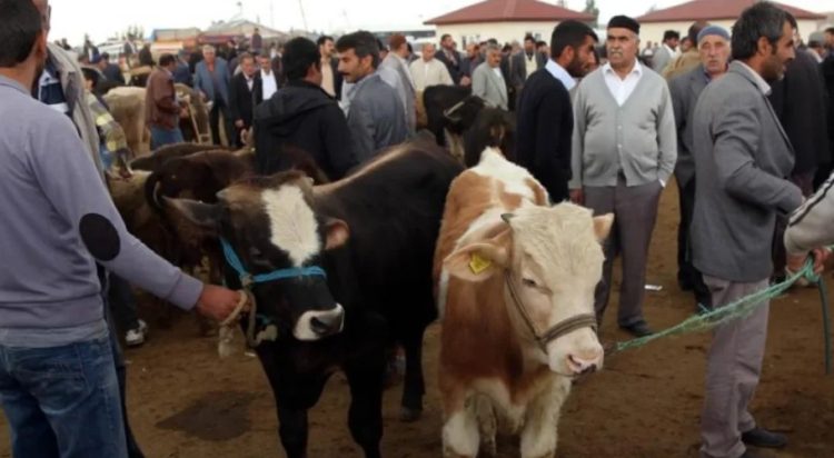 Animals on sale at a special animal market set for the upcoming Muslim festival Eid al-Adha in Turkey (AA)
