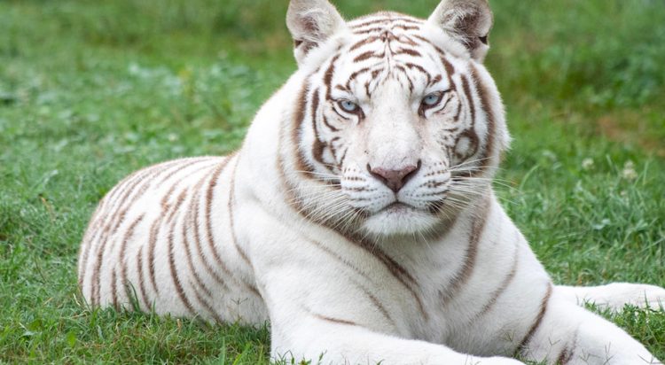 A white tiger is a Bengal tiger with a genetic condition that causes a white or near-white coat and blue eyes. (File Photo)