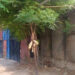 Bannu