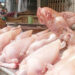 Chicken Meat