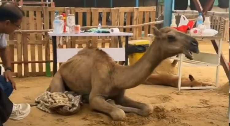 Camel