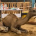 Camel