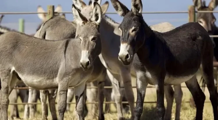 Donkey