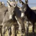 Donkey