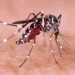 Dengue