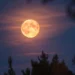Super Moon