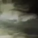 The animal was initially spotted hiding in bushes on the campus, causing panic among students and staff. (Screengrab)