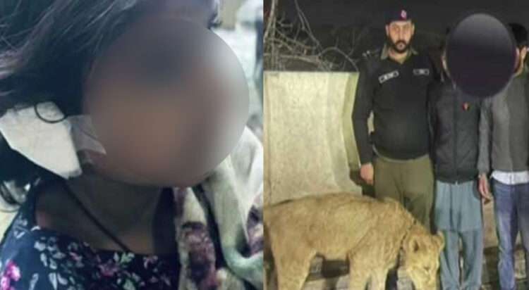 Pet lioness attacks eight-year-old girl in Lahore, owners arrested (Image: Geo News)