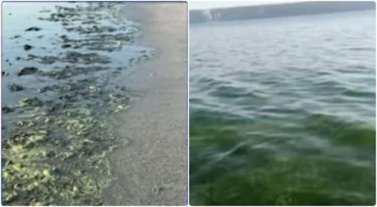 Algae Bloom Turns Makran Coast Green, Kills Dozens of Fish and Sea Snakes (Image: Geo News0