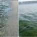 Algae Bloom Turns Makran Coast Green, Kills Dozens of Fish and Sea Snakes (Image: Geo News0
