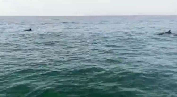 Humpback Dolphins Sighted in Balochistan Waters, Sign of Rich Marine Life (Screengrab)